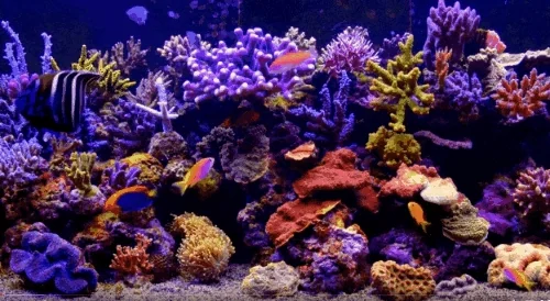 Aquarium Cleaning Services Bengaluru